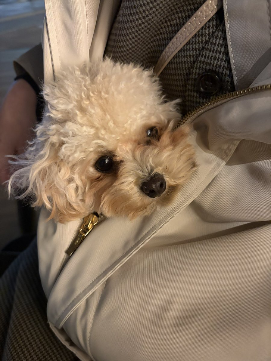 こぐまとこぐみ tweet media