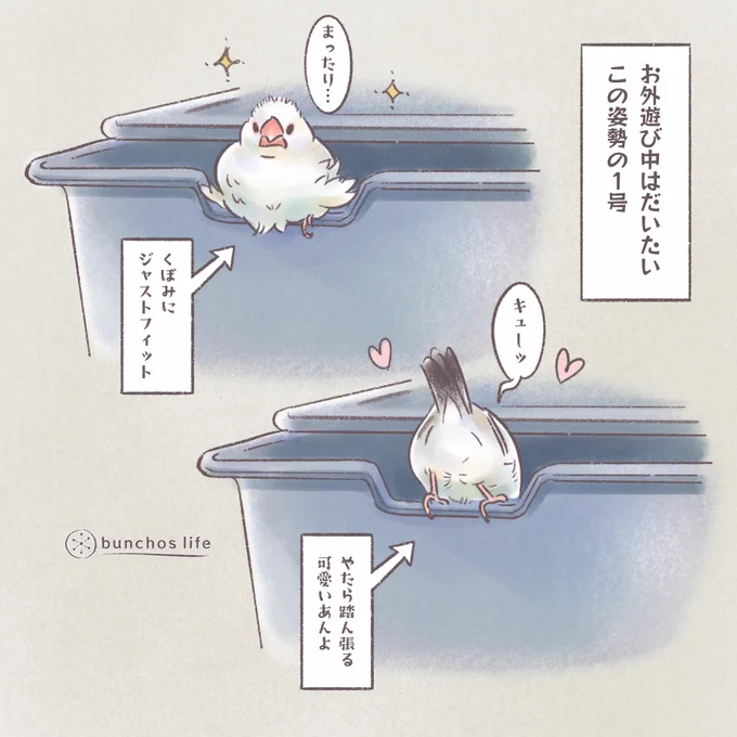 今日はイラストのみで
秘密基地が好き過ぎて、お外遊びのときは大抵この姿勢の1号
#文鳥 