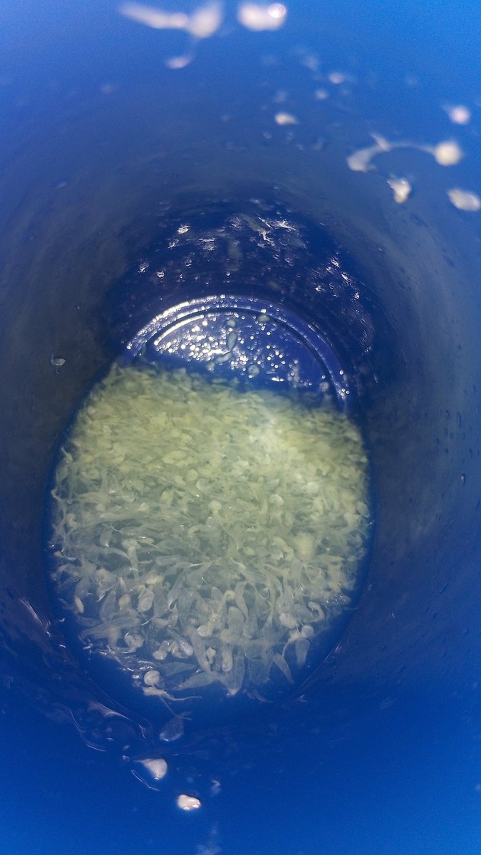 o lindo do júlio tweet media