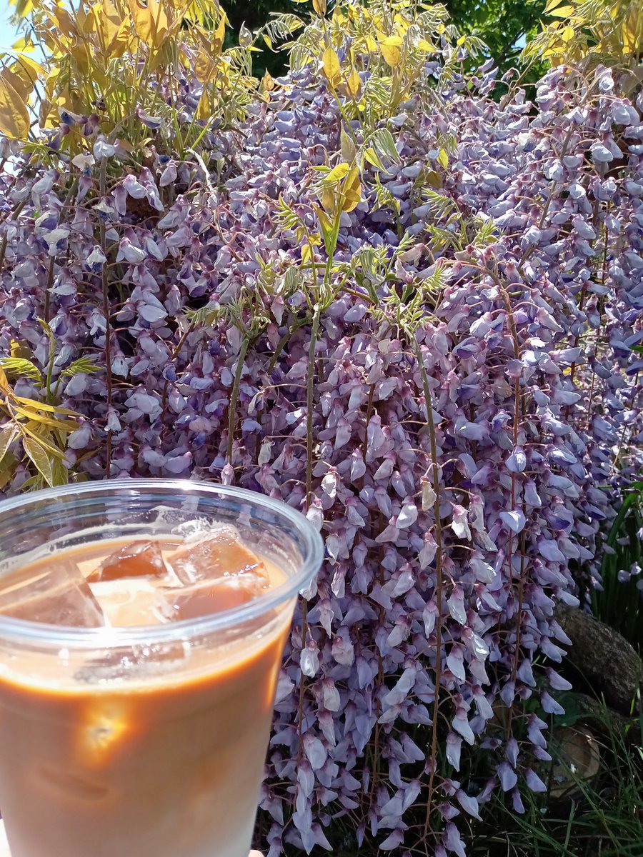 藤の花が綺麗な時期ですね✨
おすすめのカフェラテと一緒に撮ってみました！

春は色とりどりの花が咲き、色鮮やかな季節ですよね🌸🌼
5月9日（土）より
『こうのす　花まつり』も各会場で開催され、
オープンガーデンでの公開もたくさんあります。
散策のお供に、休憩にお立ち寄りください☺️