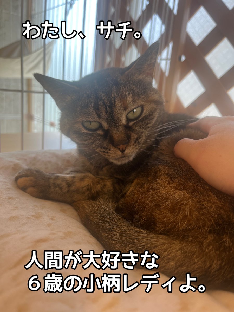 『おうちにおいで』 tweet media
