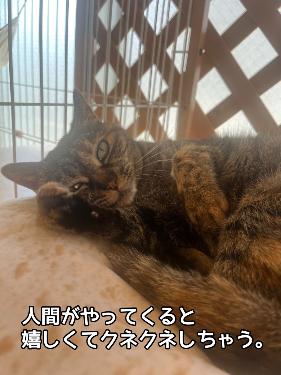 『おうちにおいで』 tweet media