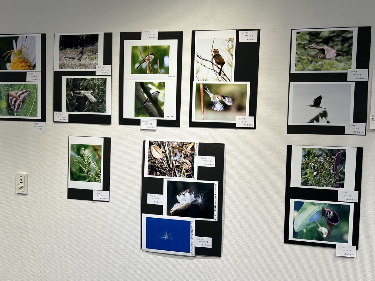 Kamiseya_memory's tweet photo. 【上瀬谷の動植物】
瀬谷環境ネットから提供いただいた
野鳥や虫 
大門側沿いで農業を営んでおられた
松戸敏明氏やCampanellaComplex氏の美しい写真も https://t.co/ozRtPZRoGT