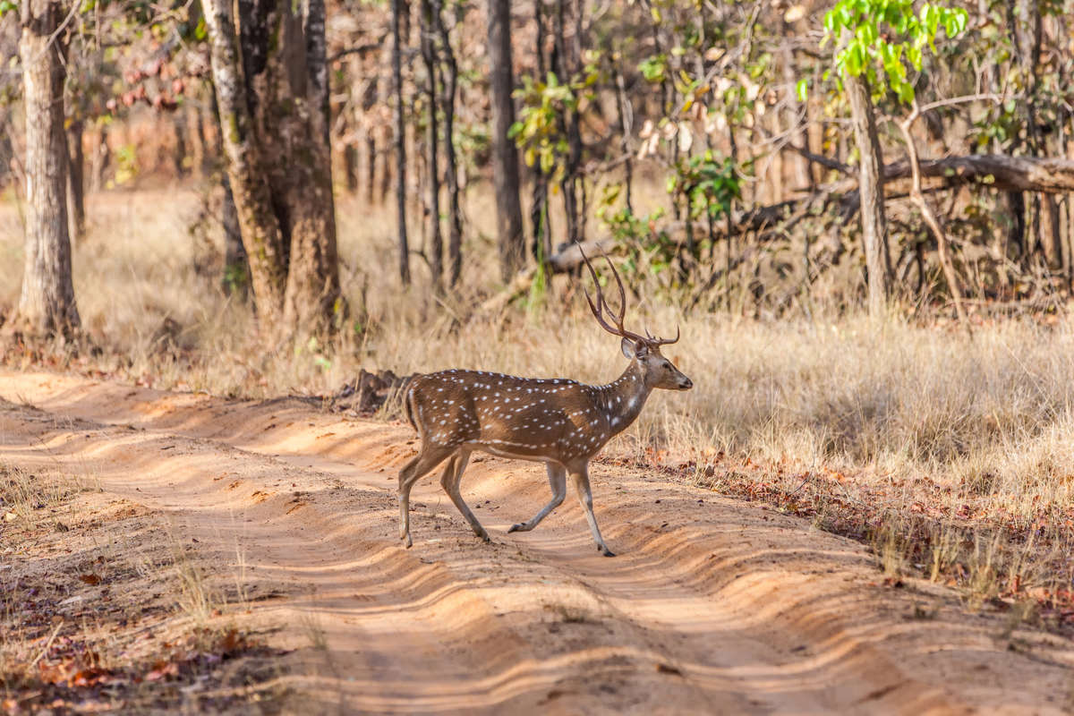AdamGebb's tweet photo. Wildlife corridors are nature’s highways 🐾🌿 By restoring connections between habitats, we help species survive in a changing world. Let’s keep landscapes alive! 🌍✨
#ConnectedLandscapes #ConservationWorks #SaveWildlife https://t.co/JpWnAmGEfN
