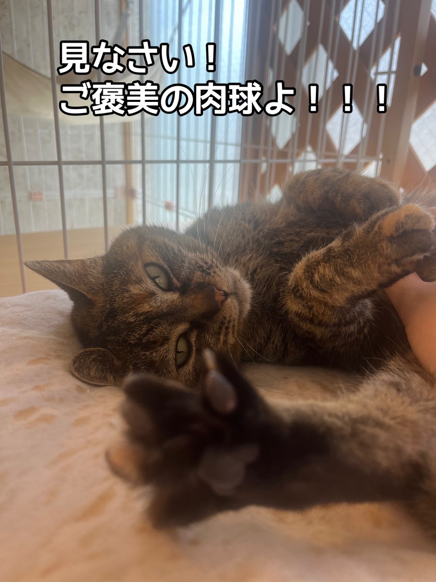 『おうちにおいで』 tweet media