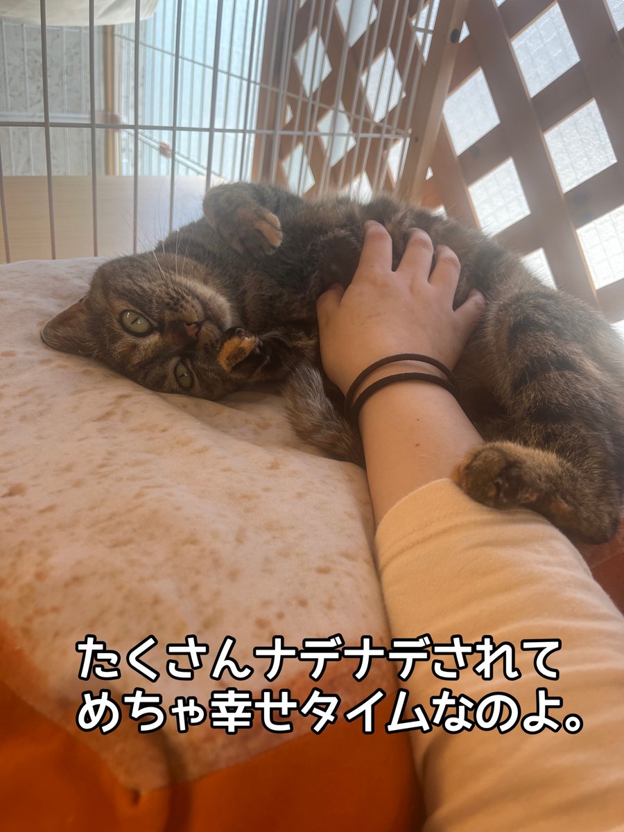 『おうちにおいで』 tweet media
