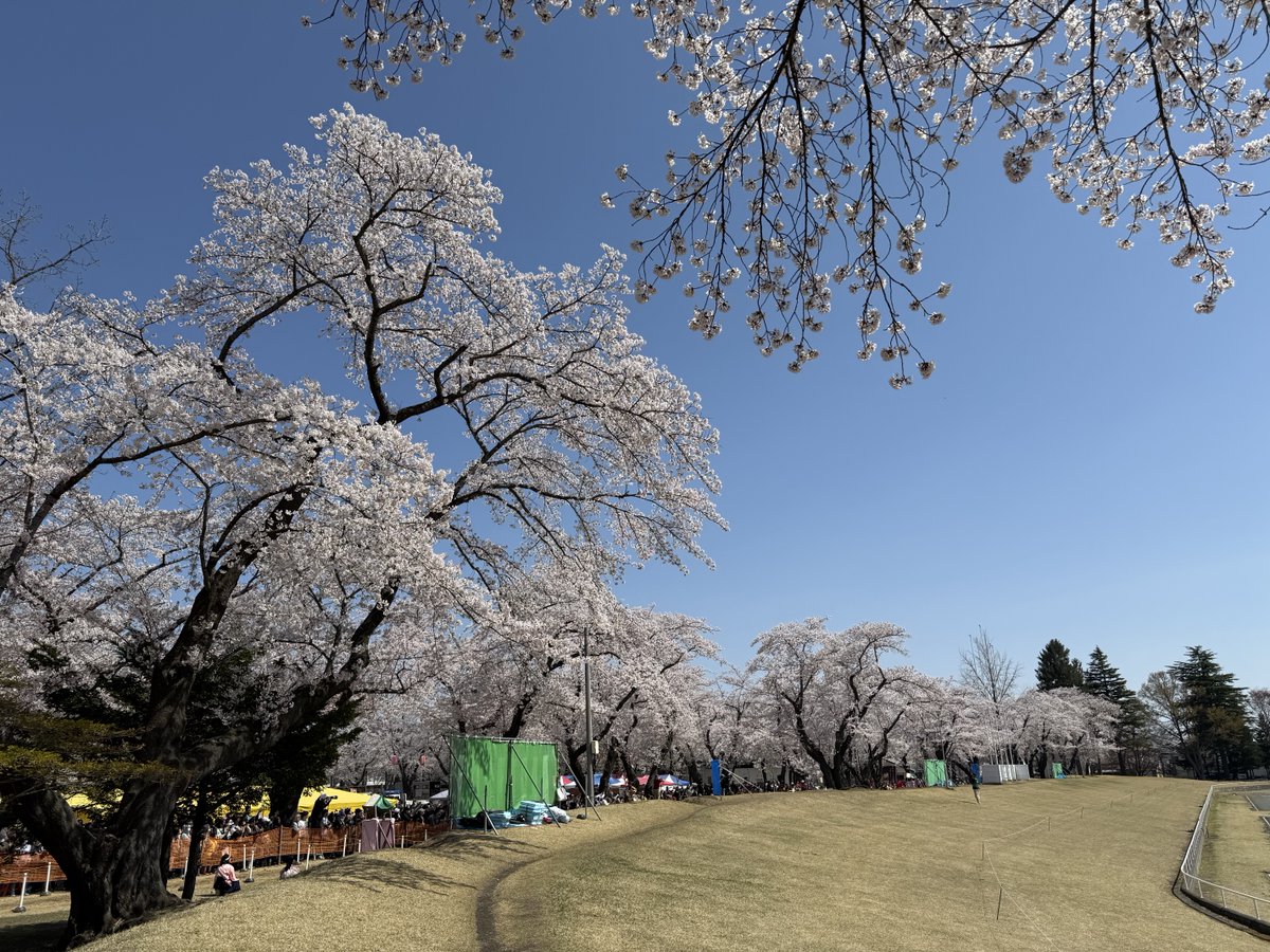 🌸と流鏑馬を見ながらランチ。