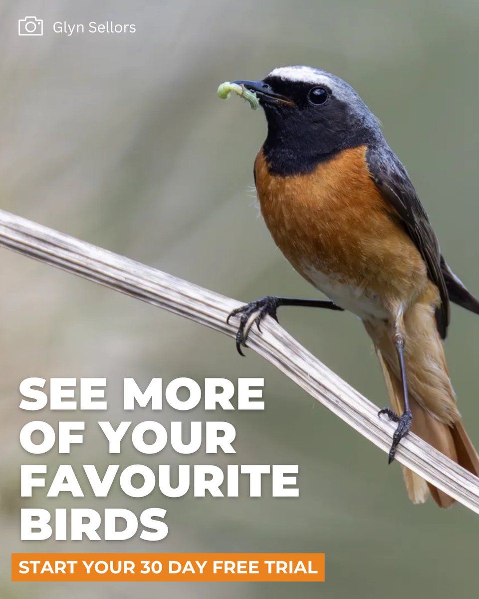 BirdGuides's tweet image. No cost, no commitment — just better birding.

Try BirdGuides free for 30 days. Get started in our bio!

#birdguides #freetrial #birdwatching #birdwatch #birds