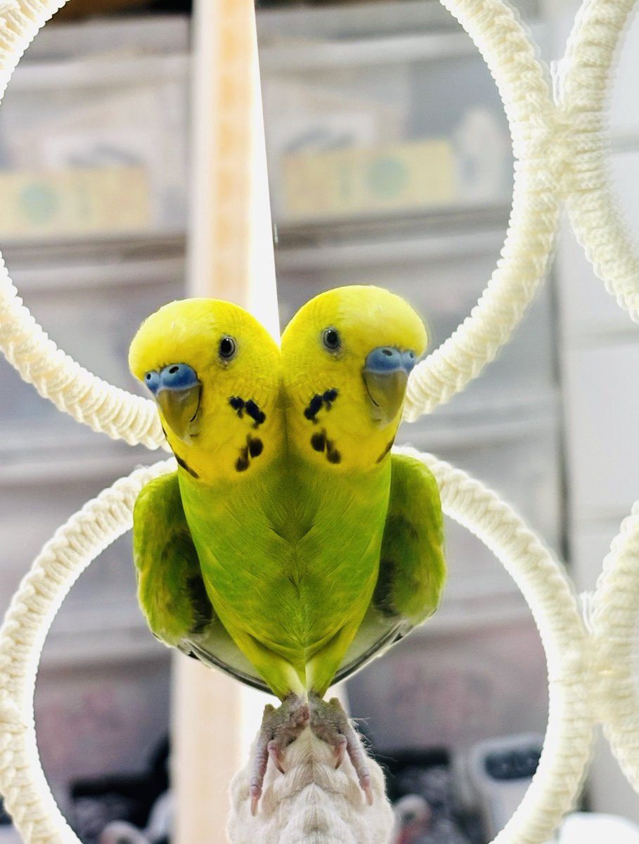 ショコラ tweet media