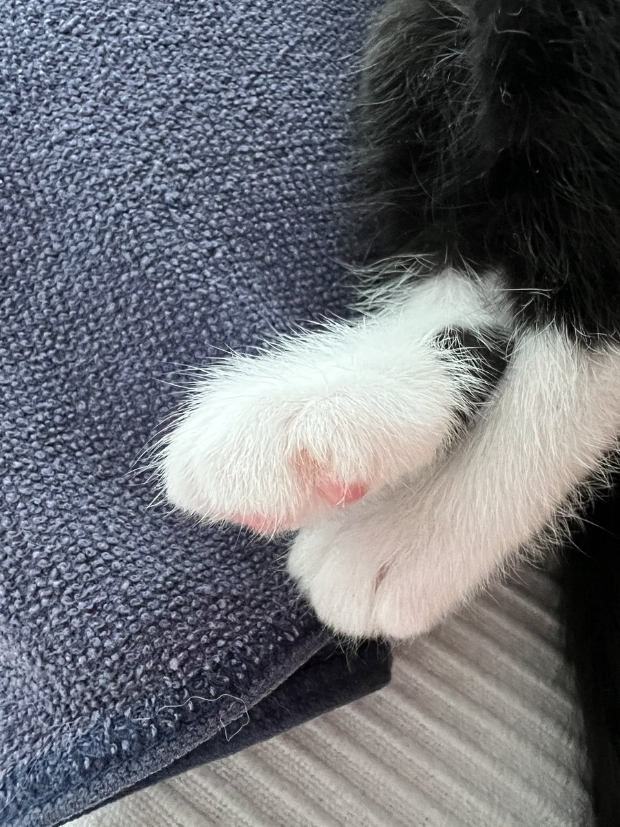 진짜 혼자 보기 아깝다
분명 0.1초 전까지 휴지랑 인형이랑 사투를 벌였는데 갑자기 자
그러다 또 화들짝 일어나 베개로 뽈뽈 올라오더니 내 팔에 기대니 싶더니 바로 또 자
뭐 이런 애가 다 있지