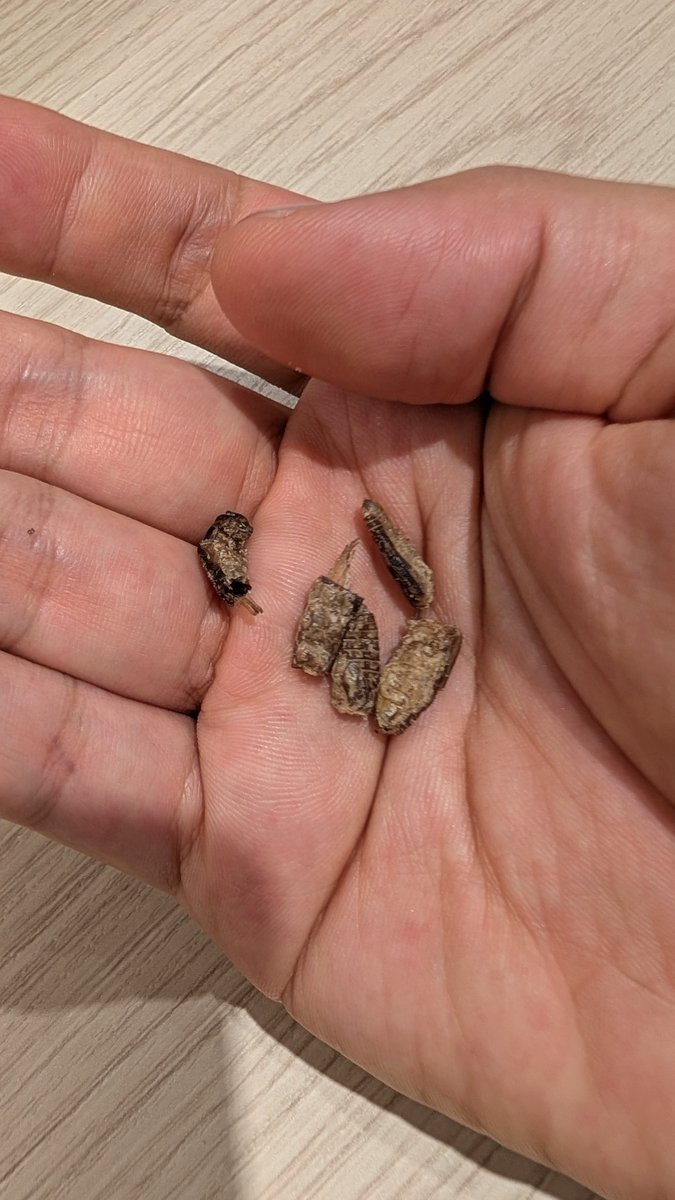 gomasii.VRC tweet media