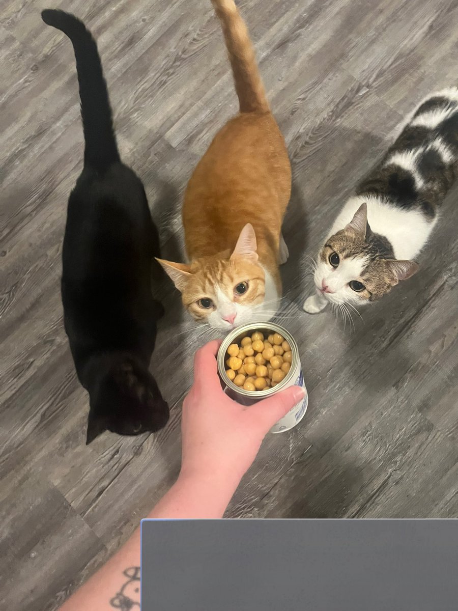 The Fruit Basket Cats tweet media