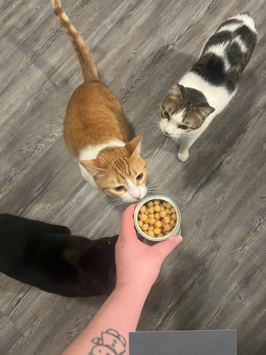 Any time I open a can I get harassed by the council until I prove it isn’t tuna