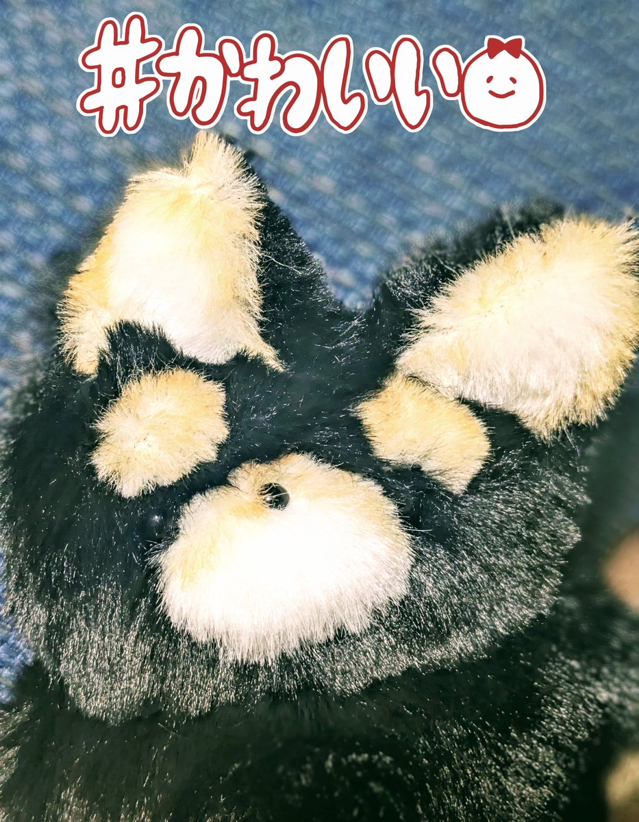 傾きおみみたまらん…
そしてめちゃふわふわっっっ…可愛いねぇ…
うちに来てくれてありがとう…🐶