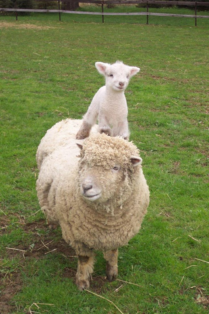 Sheep Daily 🐑 tweet media