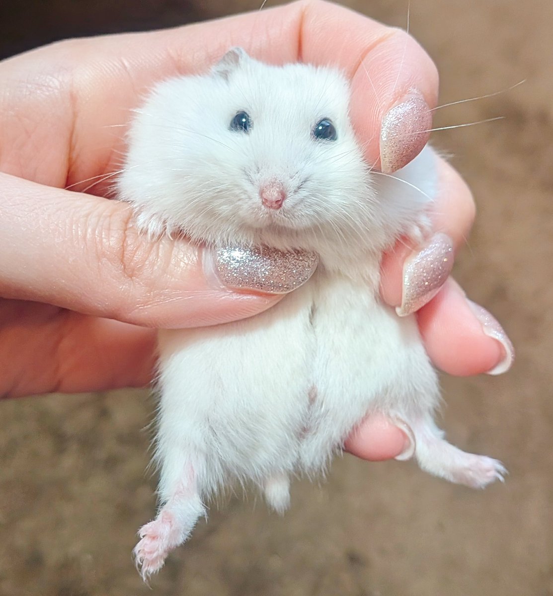 そういえばおもち生後2ヶ月になったよ
体重も28ｇから41ｇまで育ったよ