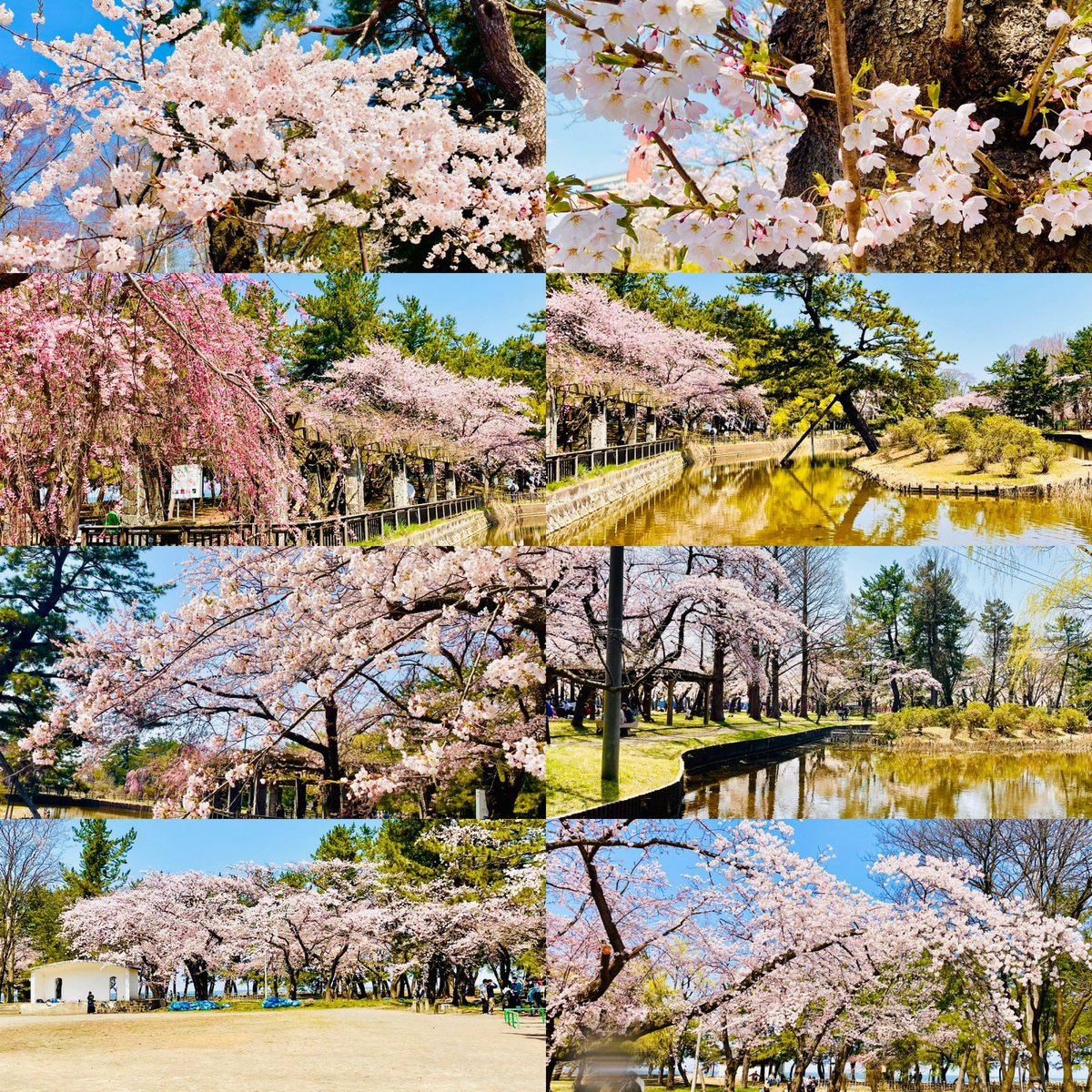 夢見る魔女 tweet media