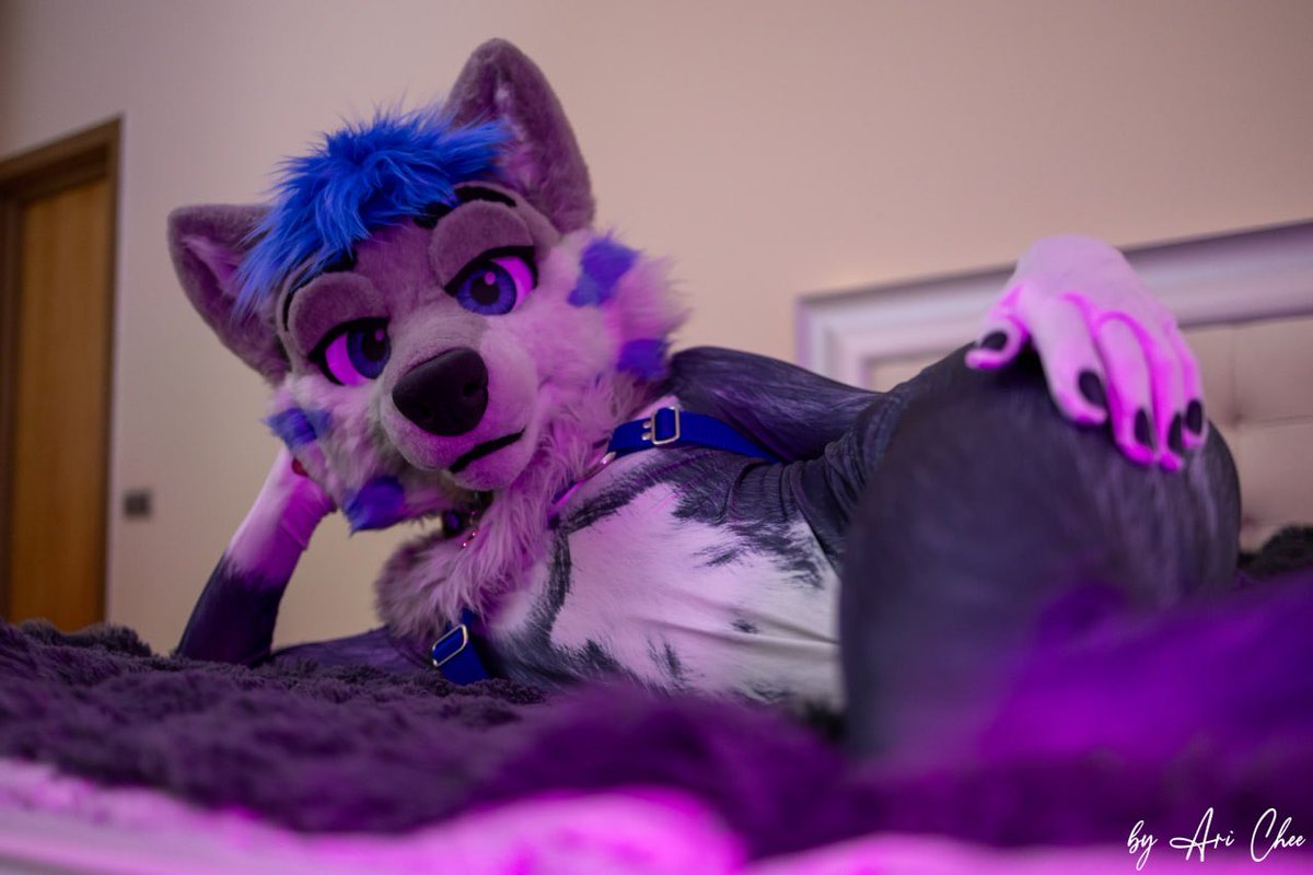 Wlfprisad's tweet photo. How’s the view from down there? :3

📸 @big_horny_mess https://t.co/OsB1dmvIQw