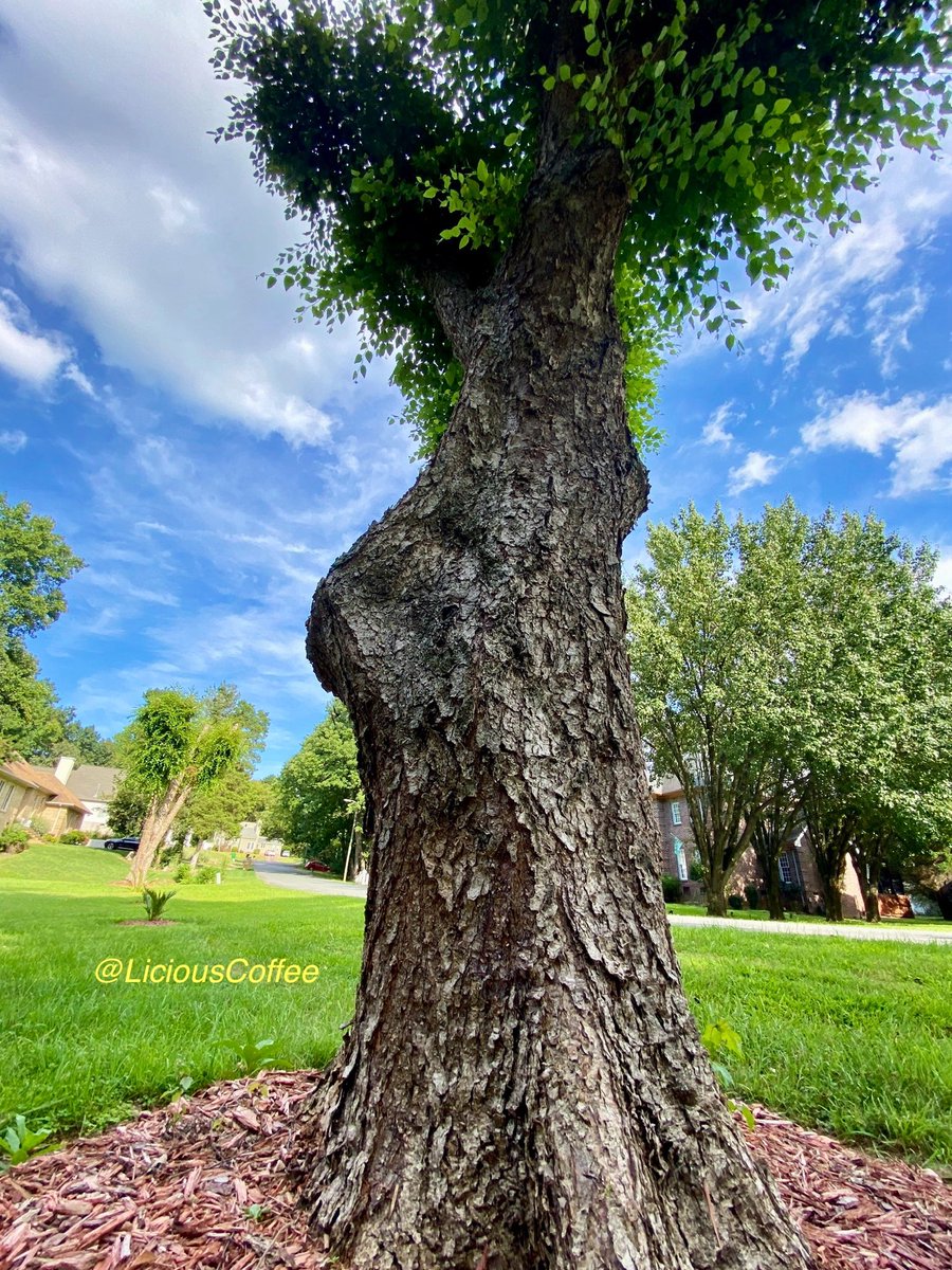 LiciousCoffee's tweet image. It’s #Saturday &amp;amp; the #Tradition continues until FOREVER

💝Relatable #AnitaBaker 🖼️

😍Another One in our Vault 🎼
We find the unique Ones
Complements 🆎🖼️

*The1️⃣of 0nes🌿🌳🪾

A Muse +🌳+Nature+Inspiration+Imagination=💝

😘My🌳interpretations For #AnitaBakerSaturdays 👸🏽🙌🏾