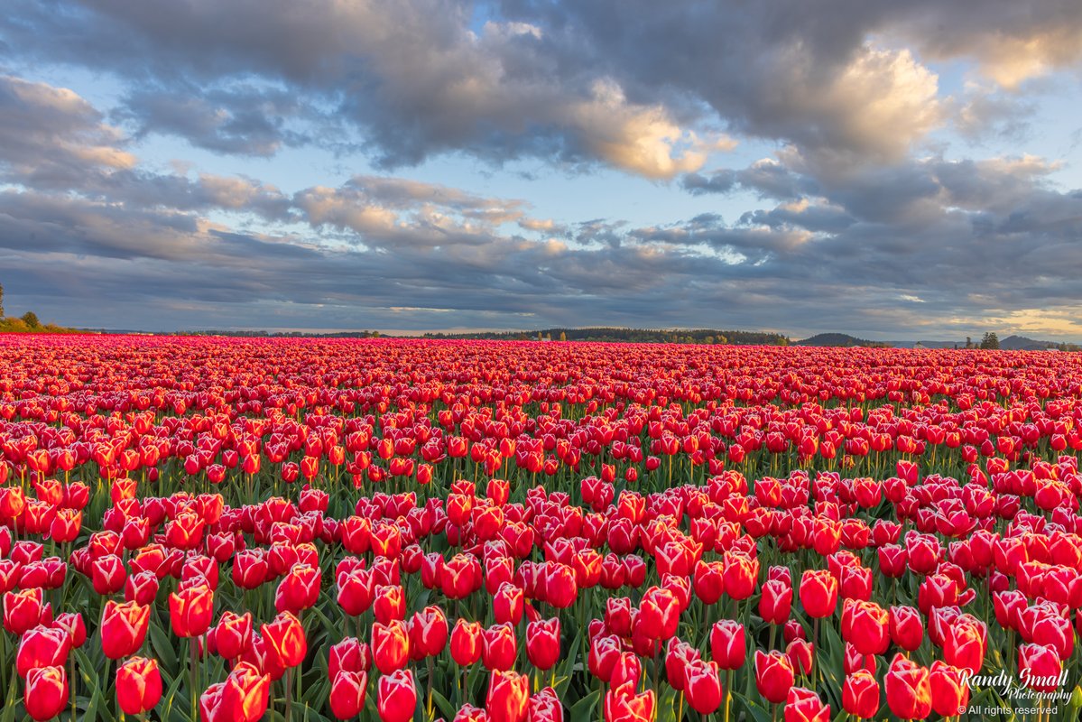 RandySmall's tweet image. Flowers. Lots of flowers with color. Not just one-lip but two-lips. Many! Very beautiful. No, amazingly gorgeous! 

Skagit County, WA

#pnw #tulips #skagitvalley #skagitvalleytulipfestival
