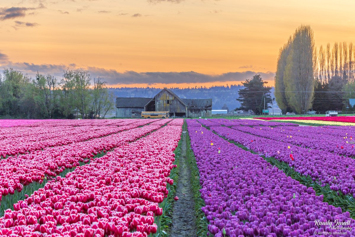 RandySmall's tweet image. Flowers. Lots of flowers with color. Not just one-lip but two-lips. Many! Very beautiful. No, amazingly gorgeous! 

Skagit County, WA

#pnw #tulips #skagitvalley #skagitvalleytulipfestival
