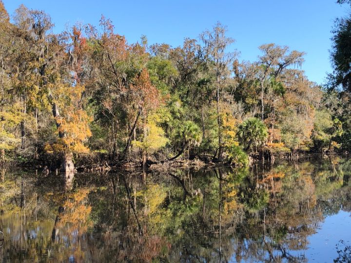 wildercountry's tweet photo. Art of the Day! "autumn in florida". Buy at: https://t.co/G0TTnry0vD https://t.co/aNG742ap5D