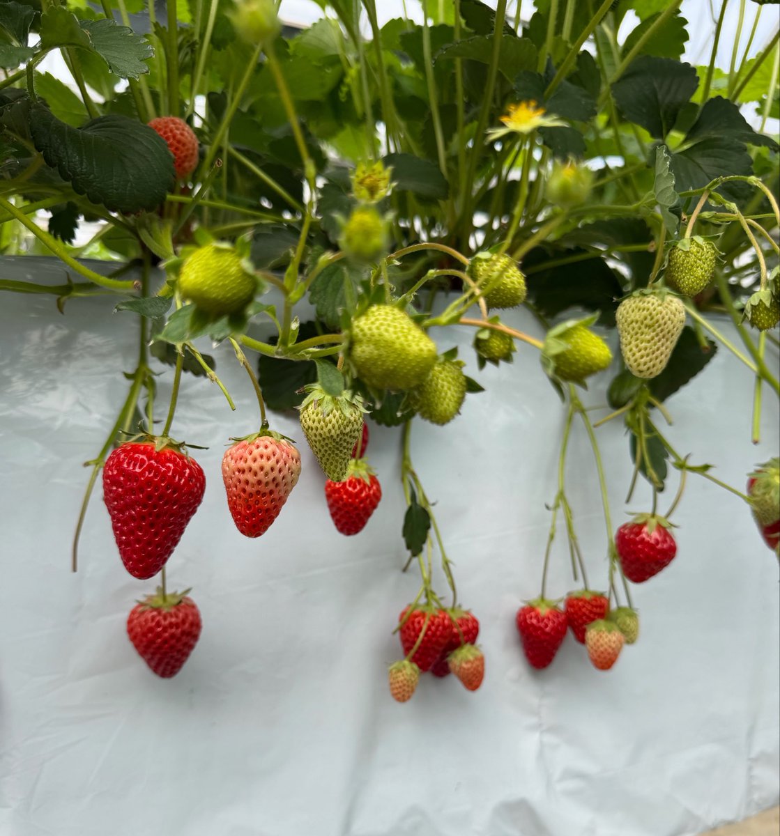 ぱでぃんとん tweet media