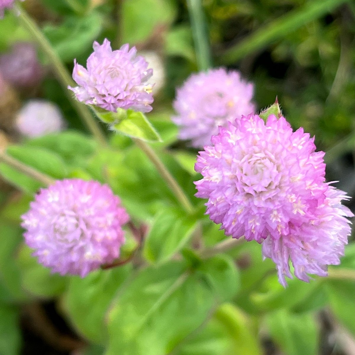 bitter 100% tweet media