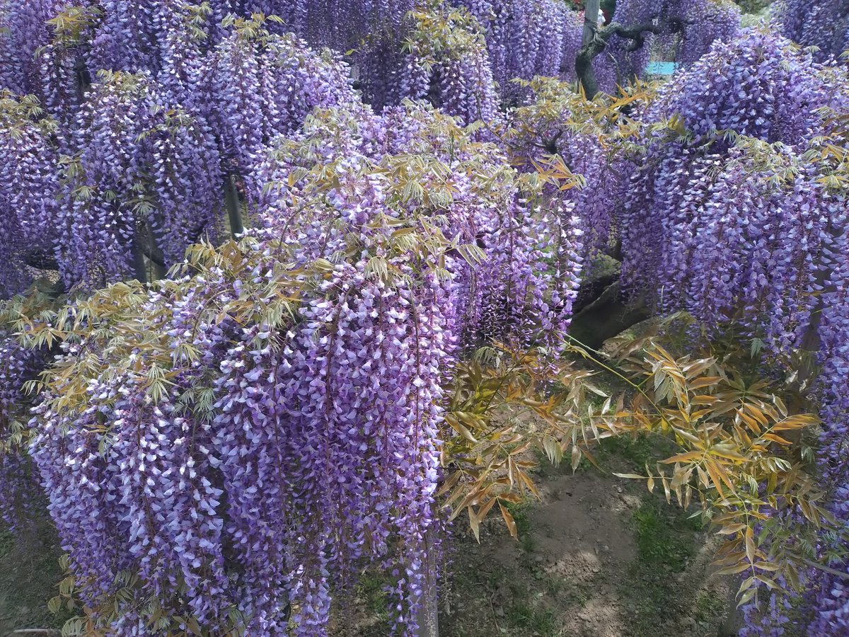 iMVCDXNeJjG613B's tweet photo. あしかがフラワーパーク、こんなに花が沢山咲いてるのに、あんまり虫がいない。不思議。 https://t.co/I5pkZFhx8v