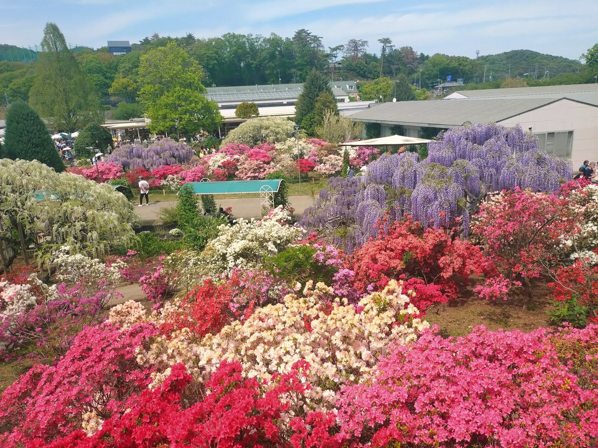 iMVCDXNeJjG613B's tweet photo. あしかがフラワーパーク、こんなに花が沢山咲いてるのに、あんまり虫がいない。不思議。 https://t.co/I5pkZFhx8v