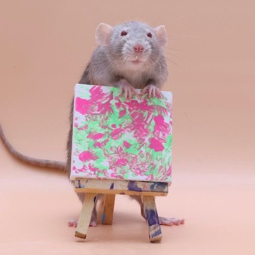 🐀ྀིྀིྀིྀིྀི tweet media