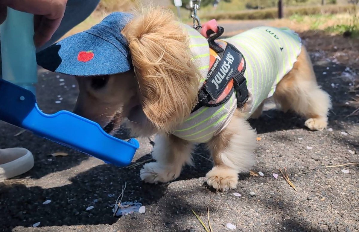 はちぷくおれお tweet media