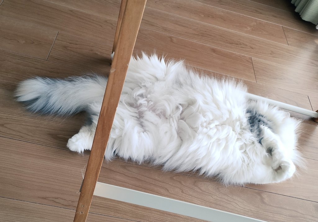 nyanbashira0219's tweet photo. もっっふん(=^・^=)ฅ
#ミヌエット 
#ねこのいるくらし 
#猫がいる幸せ https://t.co/X9G0zpmbIy