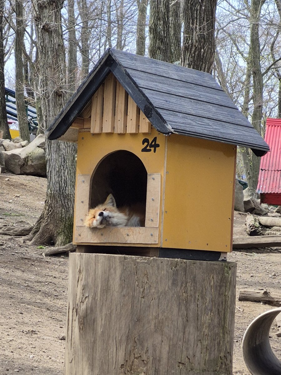 宮城蔵王キツネ村(公式)🦊 tweet media