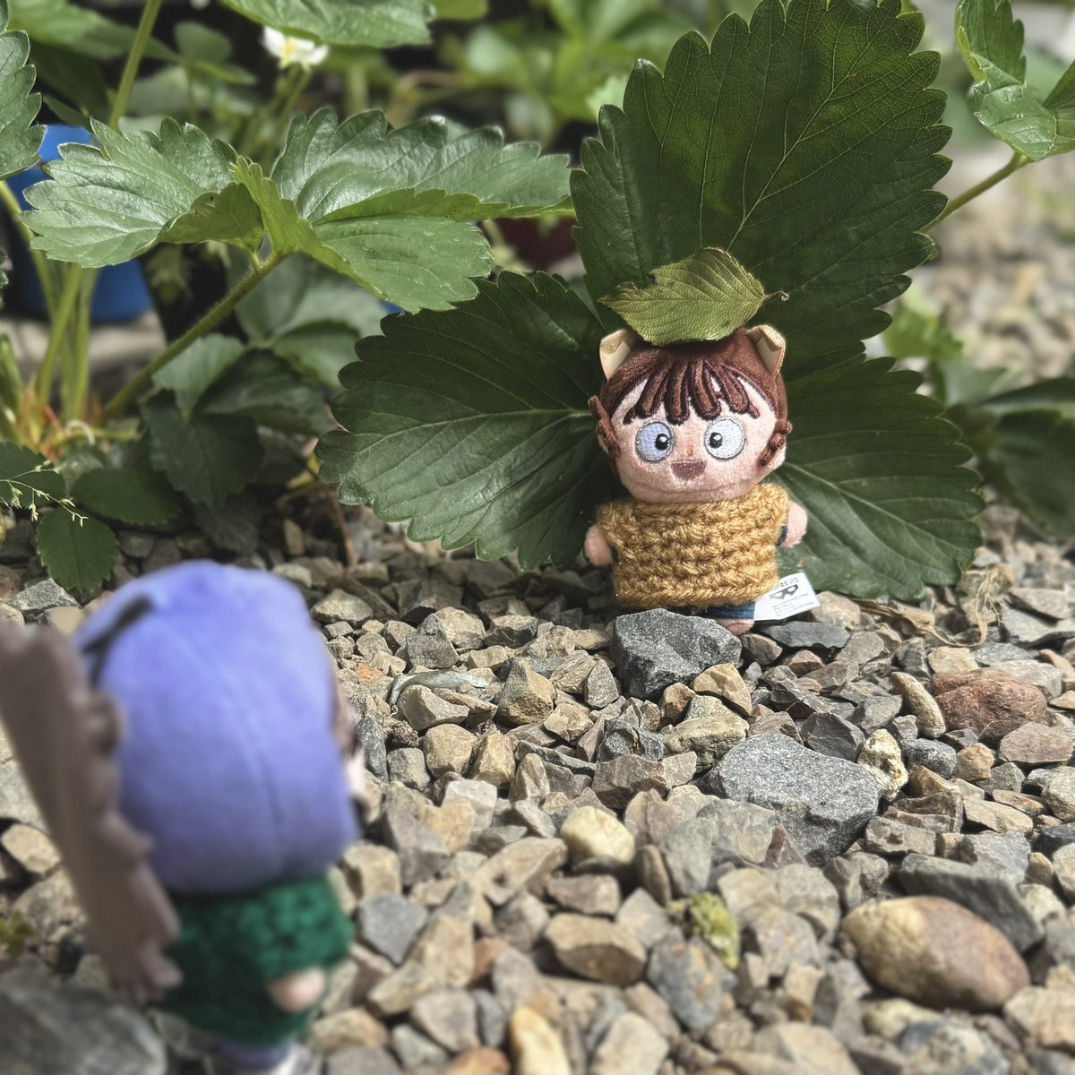 ソヨゴ tweet media