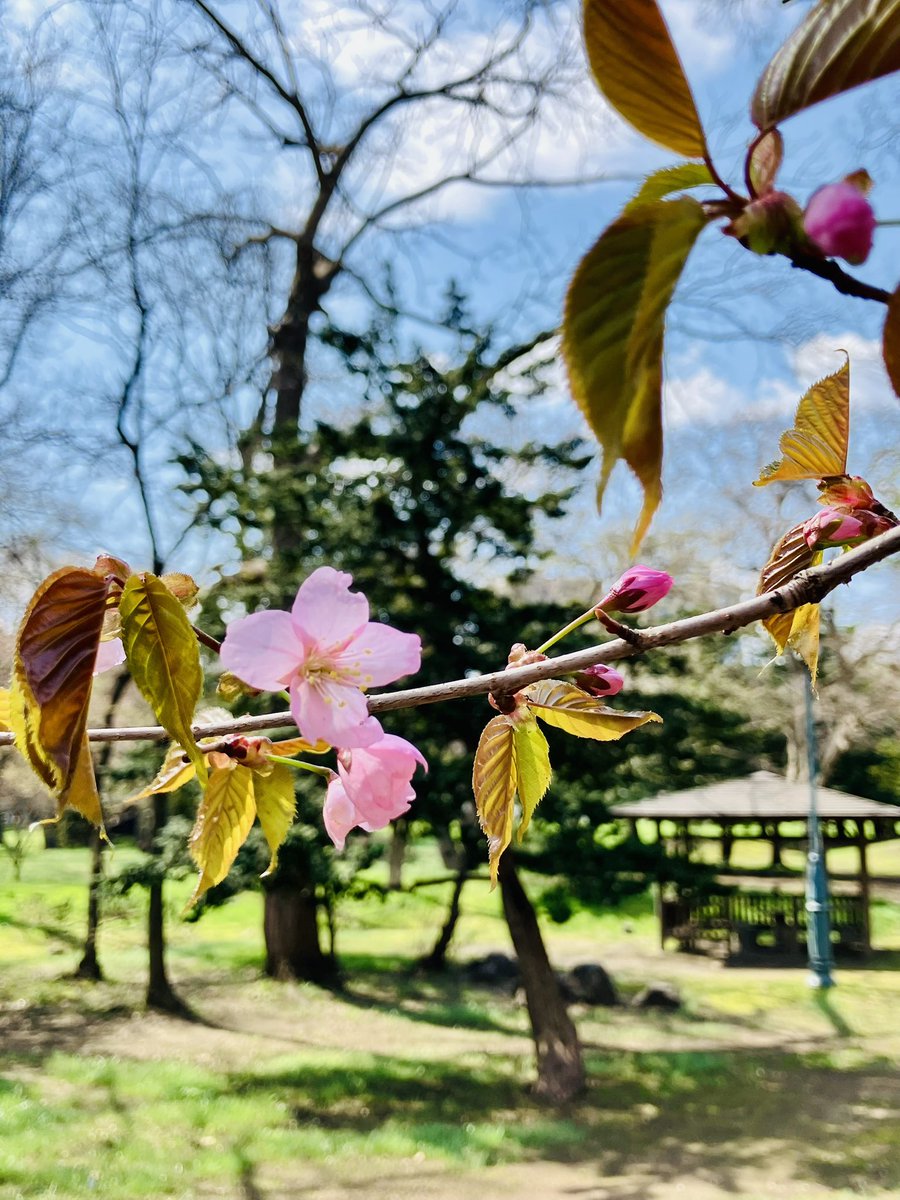 CAFE_kinezumi's tweet image. #開幕 ２日目
#開花宣言 

なんと、早くも開花宣言🌸

札幌の開花を決める標本木も
ご近所にあるので、そりゃあ
知事公館庭園も咲くよね♫

かつてはGW終わってから
咲いてたのが嘘のようw

cafeの窓ぎわ席から
お花見珈琲は最高🌸☕️🐿️

#cafe #ミュージアムショップ