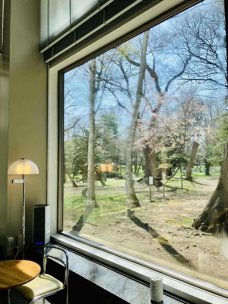 CAFE_kinezumi's tweet image. #開幕 ２日目
#開花宣言 

なんと、早くも開花宣言🌸

札幌の開花を決める標本木も
ご近所にあるので、そりゃあ
知事公館庭園も咲くよね♫

かつてはGW終わってから
咲いてたのが嘘のようw

cafeの窓ぎわ席から
お花見珈琲は最高🌸☕️🐿️

#cafe #ミュージアムショップ