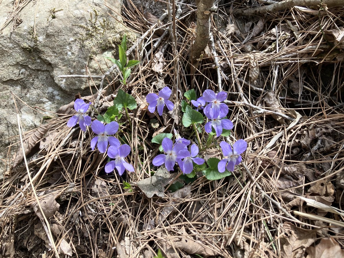 おやつカンパニーLIMITED tweet media