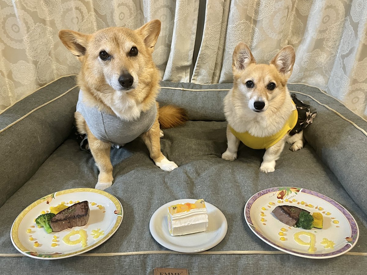 /／
🐱マイクロビキニにしか見えない！？
\＼
イチくんの隣に佇むプクちゃんの見た目が…衝撃ショットに「セクシーすぎてお腹痛い」「情熱の赤」「ビキニーヌ」／イチプクカミュさん（<a href="/ichikun_0401/">イチプクカミュ</a>）
⬇️詳細はこちら（まいどなニュース）
maidonanews.jp/article/165018…

#コーギー #コーギーのいる暮らし