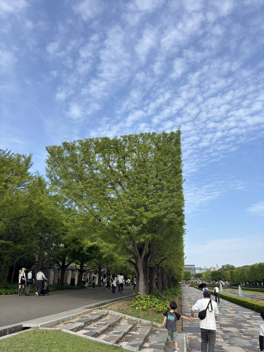 アクセル@はりぼて哀歌♌️🌿 tweet media