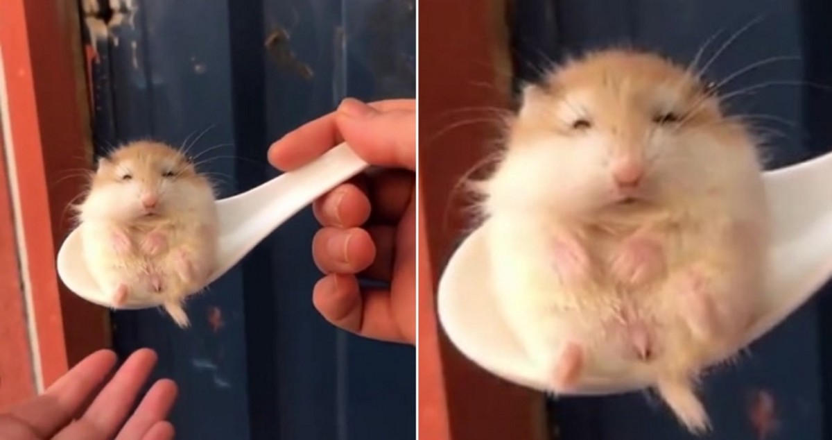 최고옐 tweet media