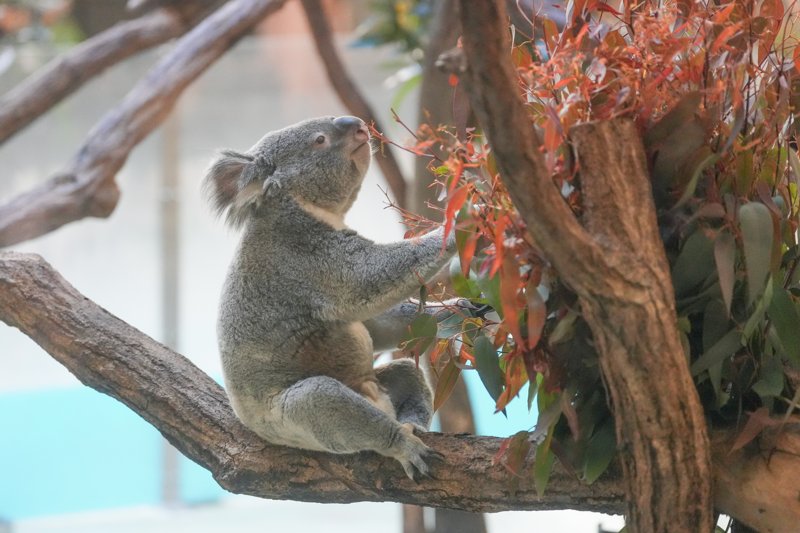 ContextKoalasJP's tweet image. #koala