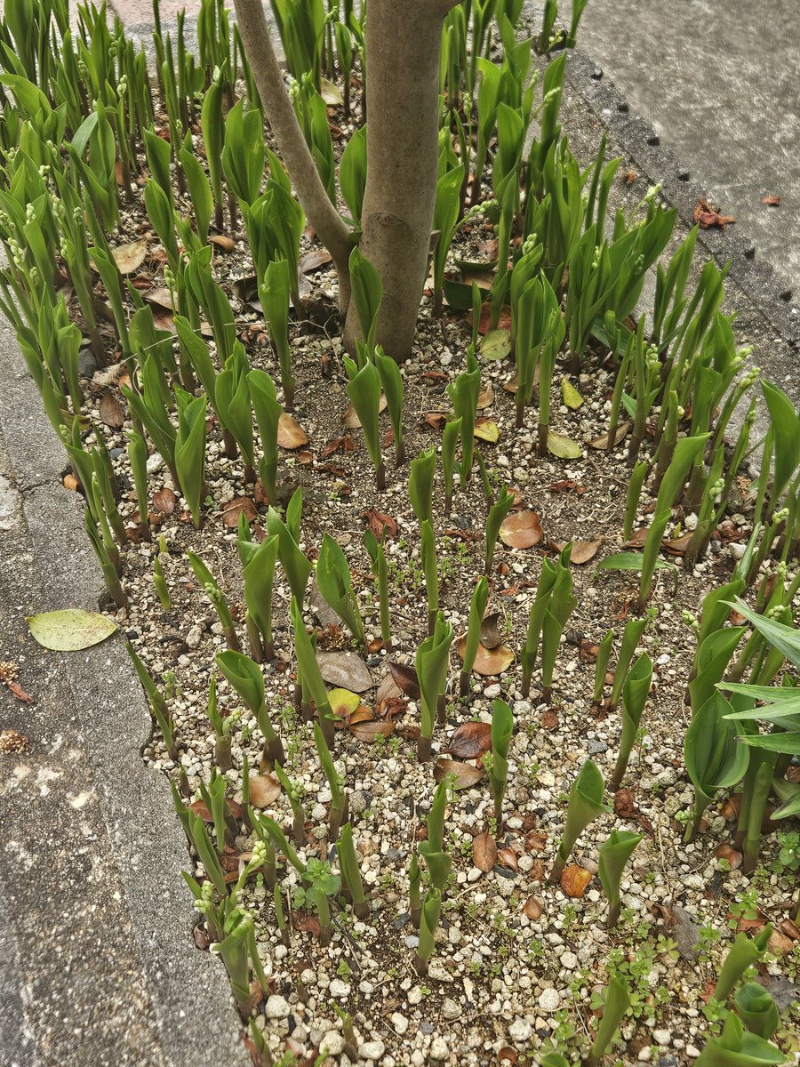jdmwjta's tweet photo. 家の庭の花壇からまだ4月の半ば頃なのにflyingスズランが一輪咲いてました、かわいい😊🪻
下旬頃には、STOF×鈴木貴雄さんのユニゾンコラボTシャツが届く😆特典のパンジーの種がどんな感じなのか分からないのだけど、気が早いので園芸店で一応、土に差し込むタイプの液肥を買いました。 笑
#STOF
#鈴蘭 https://t.co/WUUWWPFEkE