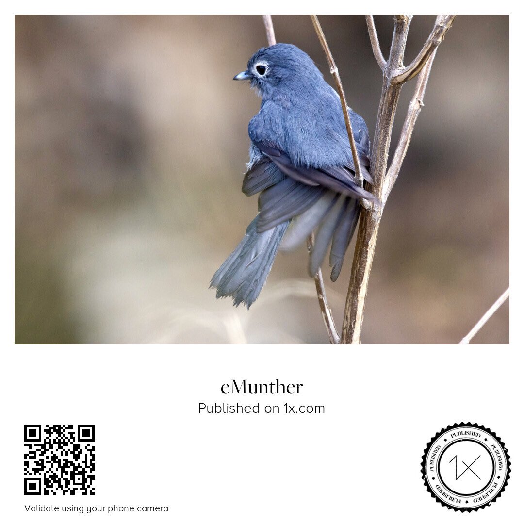 anEMDN_com's tweet image. Nilgiri Flycatcher صائدة ذباب نيلجيري

shop.1x.com/featured/nilgi…

emunther.com/images/0245384…

#Print #Bird #Download #Photo #Blue