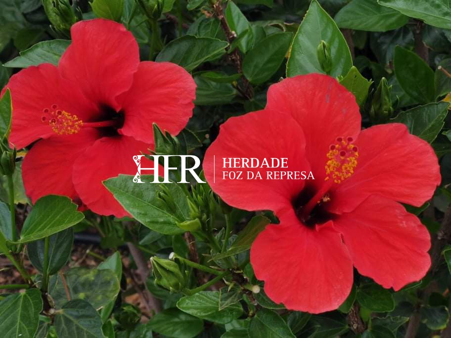 HerdadeFozdaRep's tweet image. Stroll around at our Herdade and

Enjoy 

HerdadeFozDaRepresa.com 

#Wine #Alentejo
