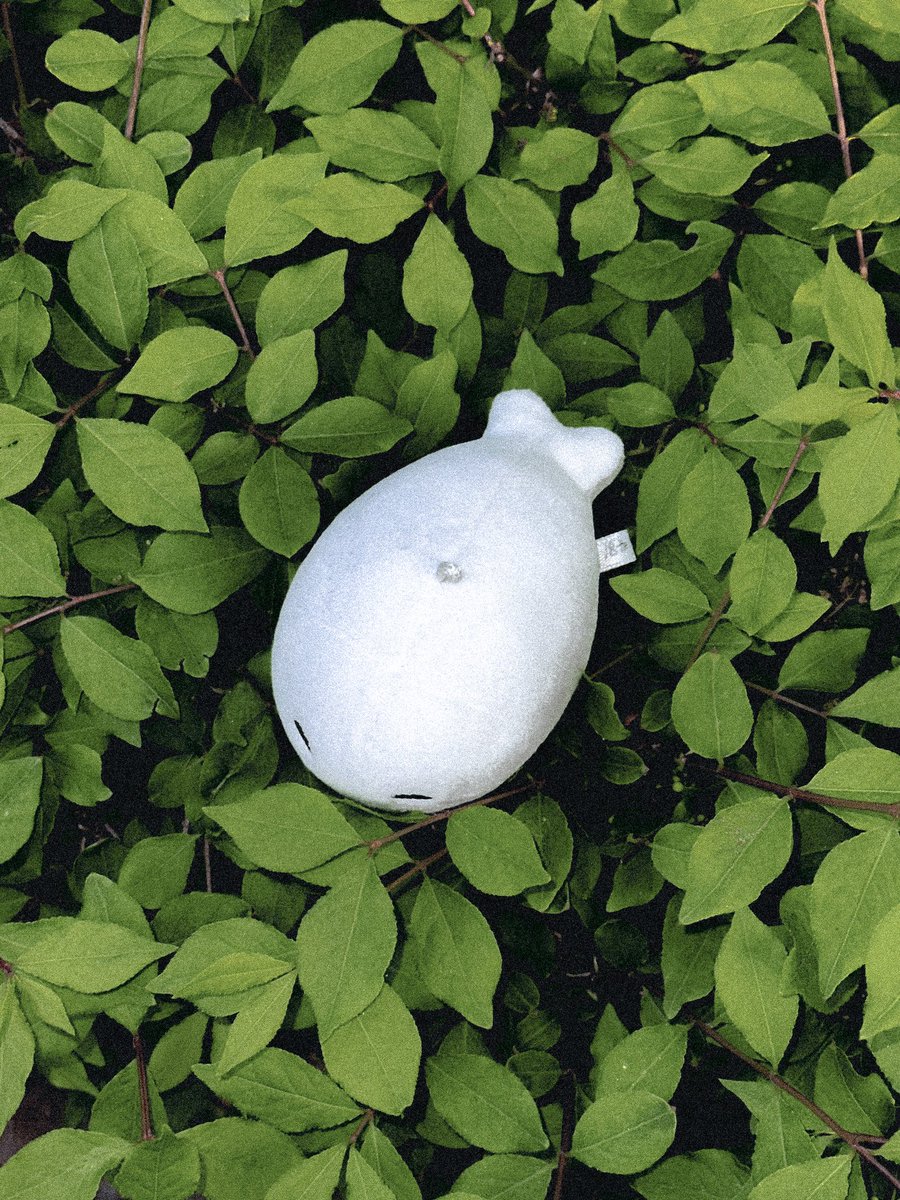 몸몽즈 tweet media