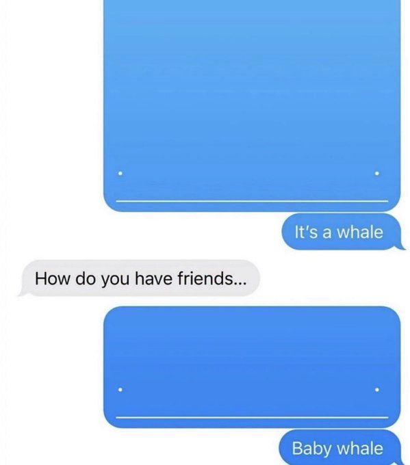 Wild Text Messages tweet media