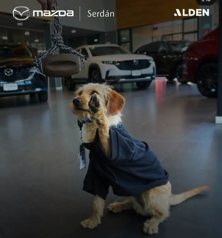 ANIMALITOS SANADORES tweet media