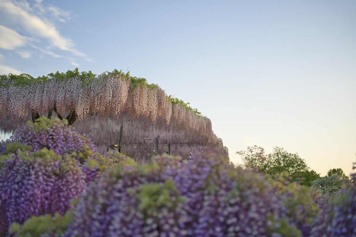 ややすけ tweet media