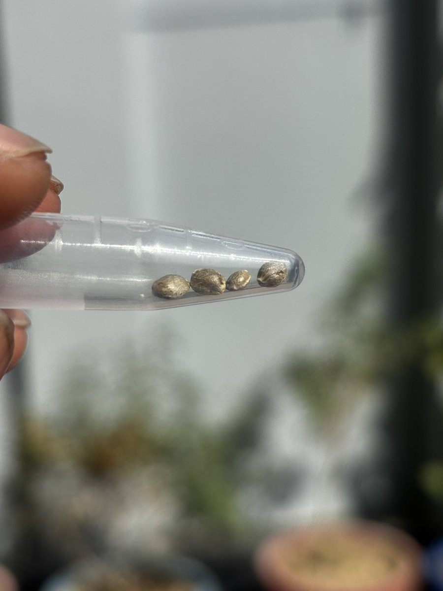 OtakuSom's tweet image. Bought Northern AutoFlower Seed follow along for the full seed to harvest journey -p.s it’s my first time and I’ve used fill desi jugad for my plant 

#autoflower #sativa
